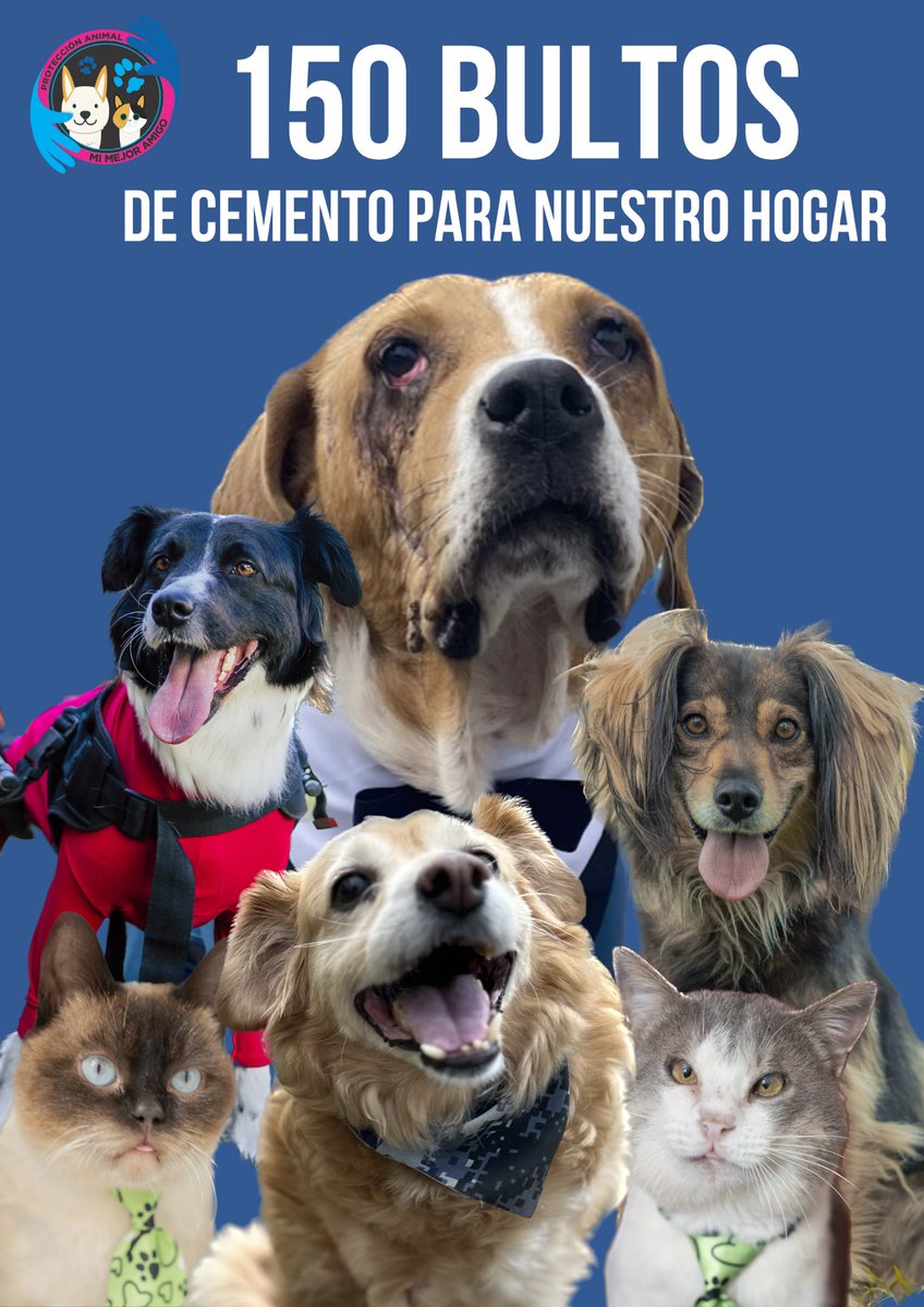 Asociacion de Protección Animal Mi Mejor Amigo tweet media