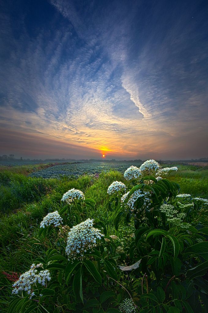 friggitricee's tweet image. Fiori di #cicuta al tramonto irrorato di scie chimiche di geoingegneria climatica 😅❗

Una Mera_vigliosa Creazione Della ScienzaH ❗🤟👽🧬🛸💉🧬💊

#olanda
#Rutte 
#Governo 
Pfizer
Covid
Virus di laboratorio