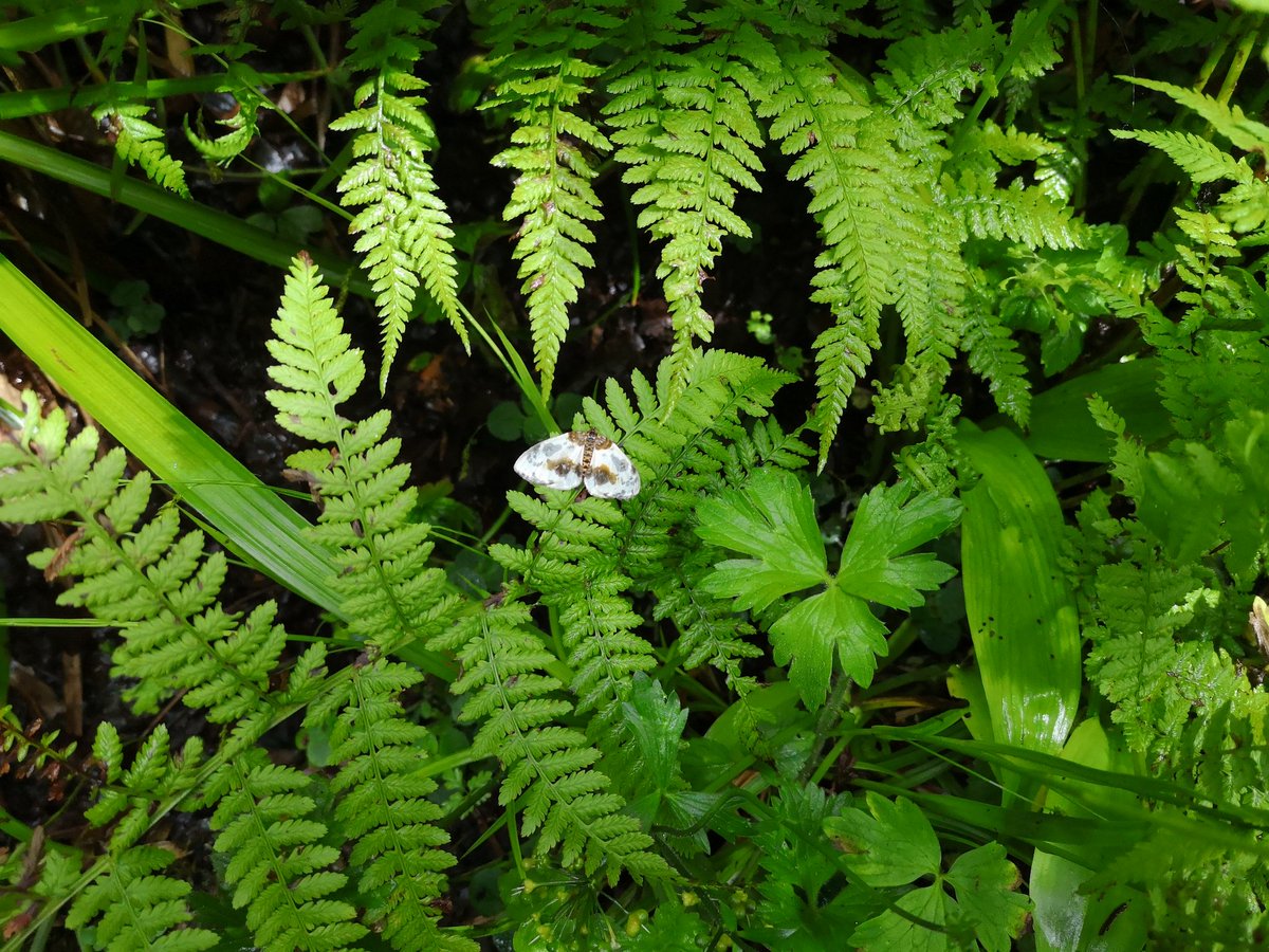 DebRobArt's tweet photo. Can anyone help identify this #moth I saw at Glenariff Forest? #moths #daymoth #mothid https://t.co/ZsvBu3sw7a
