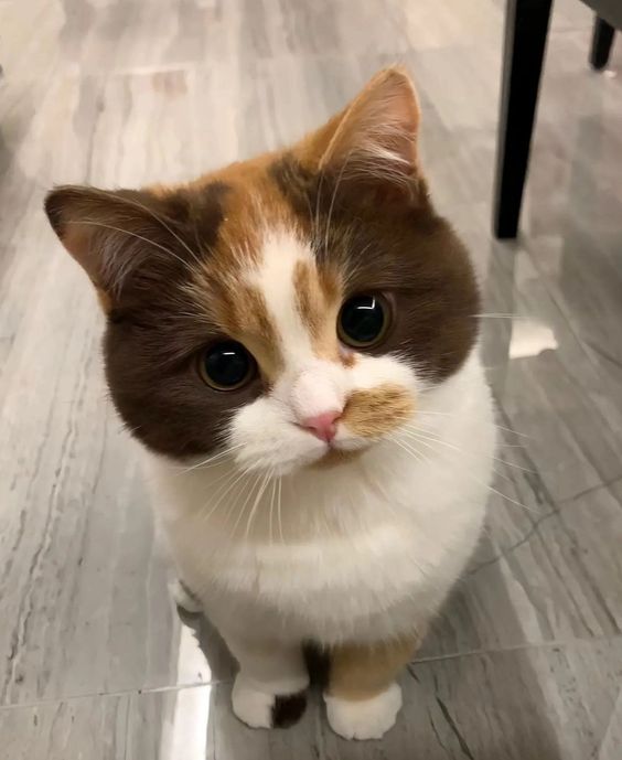 kcg! Ini kucing jenis apaa? Warnanya lucu bangettt heuehueue embul🫠