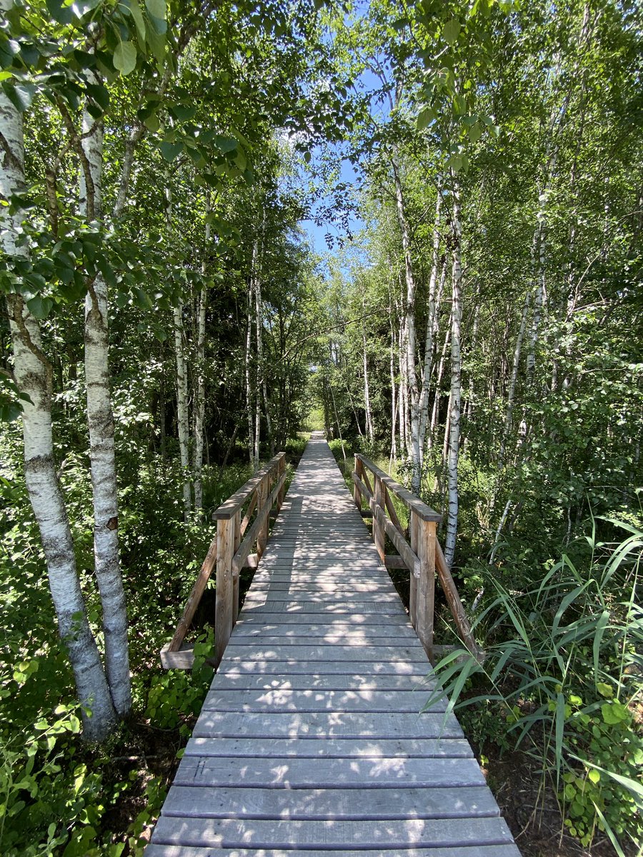 vmatthey's tweet photo. Le sentier des #tourbières aux #PontsdeMartel. Les paysages sont magnifiques et les senteurs d’été fantastiques. #PaysdeNeuchâtel #tourisme @MySwitzerland_f @Jura3Lacs @Etat_Neuchatel @ProNaturaSuisse https://t.co/fuPUxmkaZH