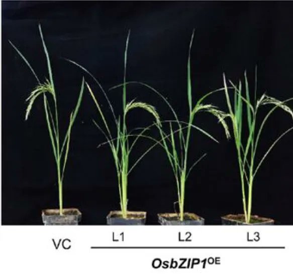 NEWS &amp; VIEWS:  Two in one: Splice isoforms of a HY5-homolog in rice regulate plant height in light and darkness (Yadukrishnan Premachandran) buff.ly/3puG0vp <a href="/yadukrishprem/">Yadukrishnan Prem</a> <a href="/ASPB/">ASPB</a> #PlantSci