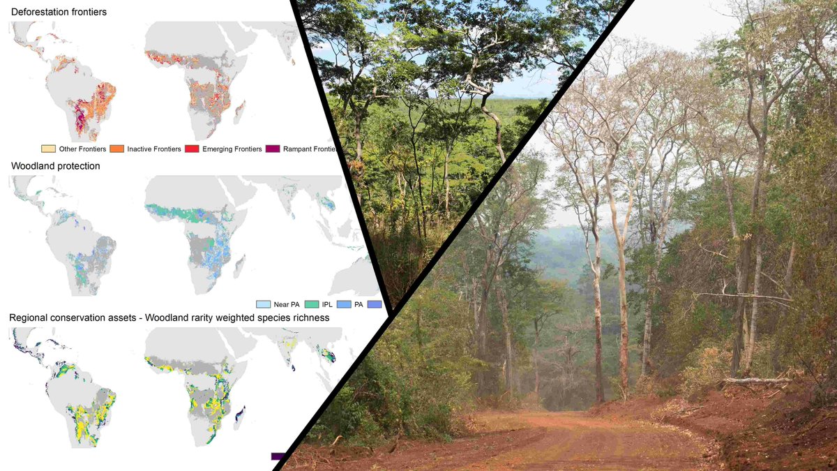 Global Change Biology (@globalchangebio) on Twitter photo || NEW RESEARCH ||
Tropical dry woodland loss occurs disproportionately in areas of highest conservation value
📃 buff.ly/3D9O6MR
<a href="/BiogeoBerlin/">Biogeography Berlin</a> <a href="/ABuchadas/">Ana Buchadas</a> <a href="/TobiasKuemmerle/">Tobias Kuemmerle</a> <a href="/PMeyfroidt/">Patrick Meyfroidt @pmeyfroidt@fediscience.org</a> <a href="/Martin_Ecology/">Martin Jung (find me on bsky.martinjung.eu)</a> <a href="/sofiananni85/">Sofía Nanni</a> || NEW RESEARCH ||
Tropical dry woodland loss occurs disproportionately in areas of highest conservation value
📃 buff.ly/3D9O6MR
<a href="/BiogeoBerlin/">Biogeography Berlin</a> <a href="/ABuchadas/">Ana Buchadas</a> <a href="/TobiasKuemmerle/">Tobias Kuemmerle</a> <a href="/PMeyfroidt/">Patrick Meyfroidt @pmeyfroidt@fediscience.org</a> <a href="/Martin_Ecology/">Martin Jung (find me on bsky.martinjung.eu)</a> <a href="/sofiananni85/">Sofía Nanni</a>