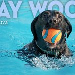 Photo by Bay Woof Foundation (@BayWoof)