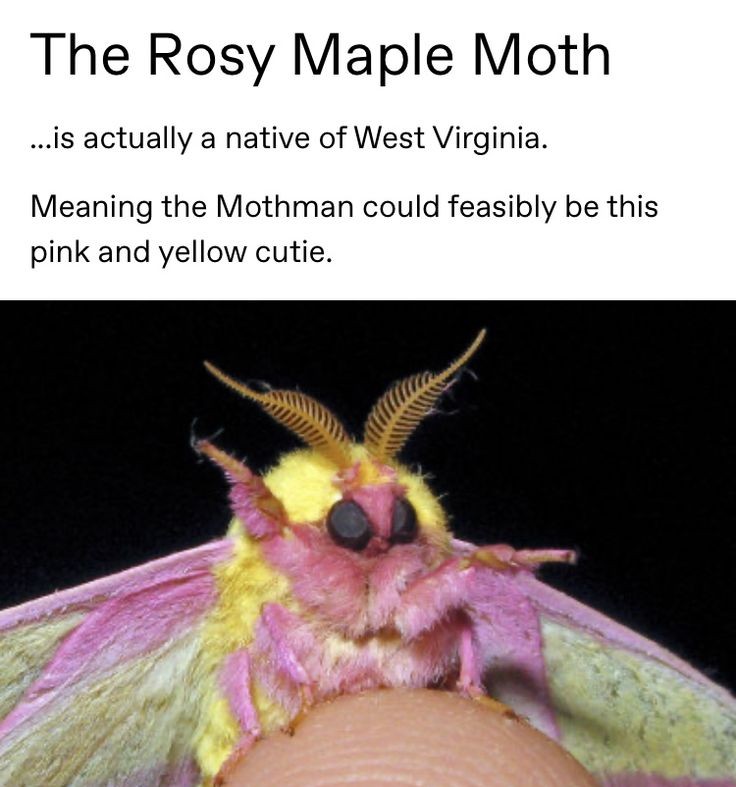 ㅤㅤㅤㅤㅤㅤㅤㅤㅤㅤnow watch me whip