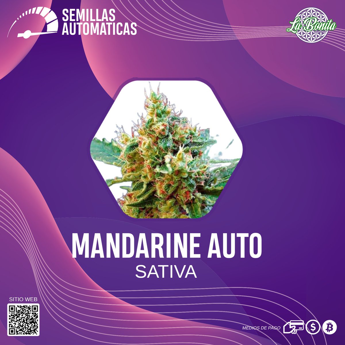 LaBonitaGrow's tweet photo. Mandarine auto
Consulta stock de semillas y parafernalia
https://t.co/kVVr0uZTL7
#LaBonitaGrowshop
Hazlo diferente.
#autocultivo #growshop #parafernalia #autoflower #automatica #autofloreciente #mandarineauto https://t.co/85qBuOVPRj
