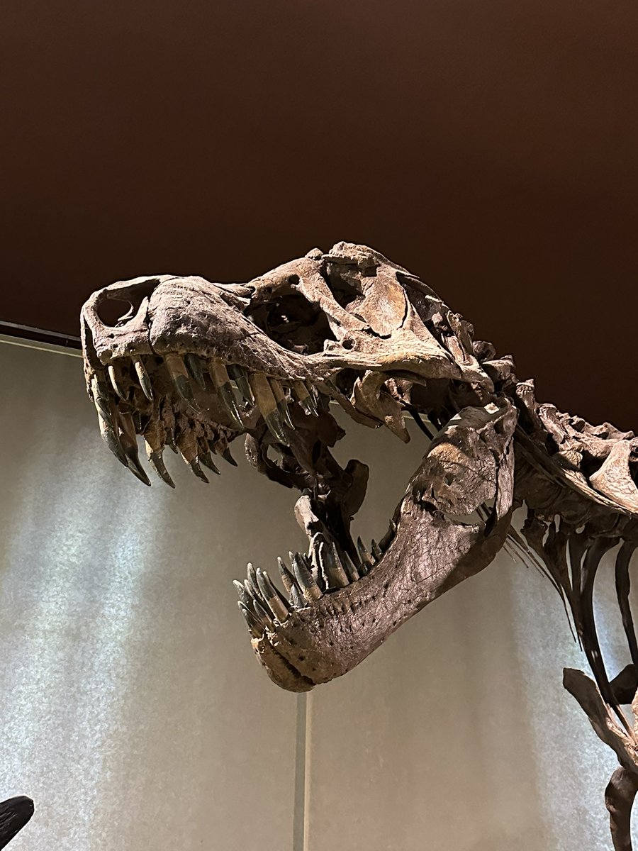 bronze4u's tweet photo. Natural History Museum, Milano https://t.co/L2siI39vQR
