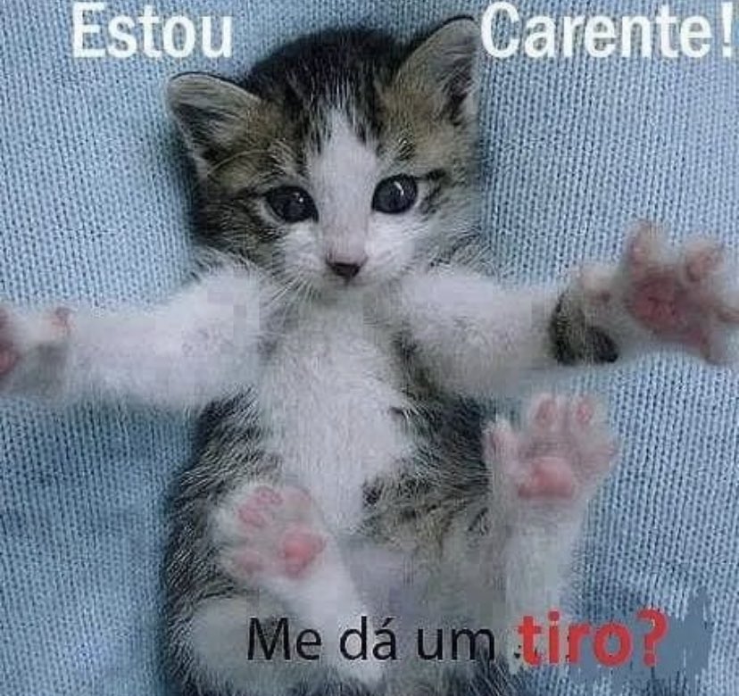 esquizogata (@rebkkkj) on Twitter photo 