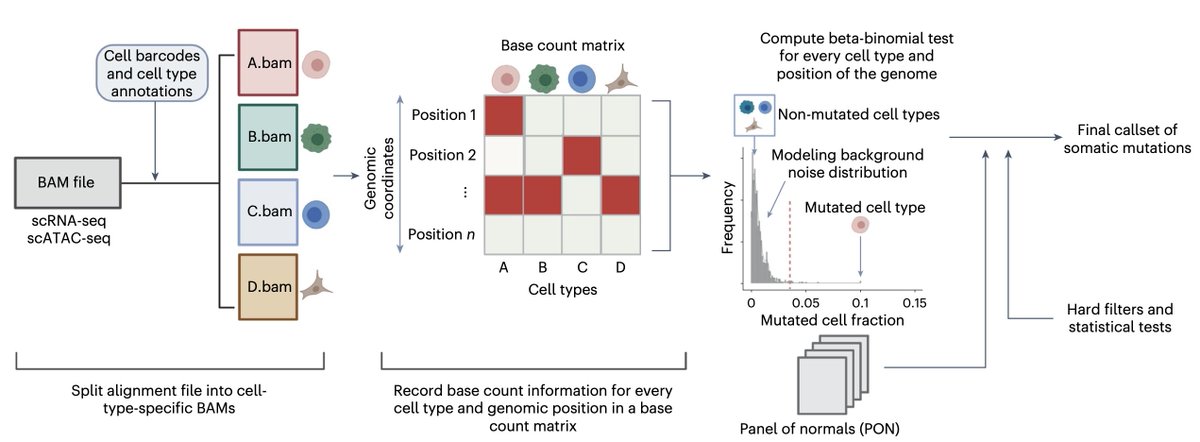 simocristea's tweet photo. 🚨comp bio folks: update your priors & add a new algorithm to your toolbox!

You can now reliably call somatic mutations in scRNAseq/scATACseq data without a refernce, thanks to a new great tool just out.

Why does this matter?
How does it work?
When/where can you use it?
👇

0. For interested non-experts
single cell RNA sequencing data (scRNAseq) is everywhere by now. To understand cancer evolution for example, lots of different tumor types (e.g. pre-malignant/primary/metastasis) and conditions (s.a. pre/mid/post treatment, and others) have been profiled. scRNAseq offers information primarily on the gene expression state of the cell (its transcriptome). In addition to mRNA abundance, scRNAseq also contains the actual sequence of the transcriptome, making it appealing to also identify point mutations (mismatches compared to reference). But technical limitations make this important task quite difficult, and essentially only possible when matched DNA (bulk or single cell) for the sample sample exist.

1. Why is this so relevant?
Inferring point mutations from scRNAseq/scATACseq is appealing from at least 2 main reasons:
- single cell point mutations are extremely relevant for understanding the phylogeny and evolution of both normal tissue (e.g. during development) and cancers
- the inferred point mutations would offer a second mode of omics information in the same single cells for which expression information is also available. This essentially mimics multi-omics single cell data for free 🤯.

2. About the new tool
SComatic computes base counts for every position of the genome across (a priori-identified) cell types from the same individual, using the assumption that somatic mutations are only present in cell types from the same differentiation clade, whereas germline mutations are widespread. More specifically, the tool follows these steps:

2.1. Annotate cell types with e.g. markers (or your favorite method)
2.2. Split alignment (BAM) files into cell-type specific BAMs
2.3. Structure base count information per split cell type-specific BAM into a matrix
2.4. Compute beta-binomial tests for every cell type and position in genome, parameterized using non-cancerous samples
2.5.  Further filter mutations to retain only the somatic ones, using: i) the frequency of the mutation, ii) a panel of normals (PONs), and iii) a-priori information on the bases themselves.

3. Validation and performance
Tested on 10X scRNAseq & matched WES data, the new method shows high concordance between the mutations detected in scRNA-seq by SComatic and WES. Interestingly (and expected), in a sample with high genetic heterogeneity, both WES and scRNAseq alone identify mutations that the other data types doesn't find.

SComatic shows much higher precision & F1 scores than alternative pipelines for calling scRNAseq point mutations. Other methods do have better sensitivity, which is important to note, as different tools might be different for other applications.

Mapping the identified mutations in cancerous samples to mutational signatures highlights cancer-related processes, further increasing the confidence in SComatic's mutation calls.

On hypermutated samples (MMR-deficient tumors), SComatic's mutation calls are more biologically-relevant than those of alternative methods, as assessed by the distribution of the identified mutational signatures.

4. Non-cancerous tissues
SComatic has also been tested on samples with low mutational burden: myeloproliferative neoplasms, as well as normal tissues with high expected genetic heterogeneity (e.g. polyclonal tissues): 78 scRNAseq samples from 6 heart regions across 14 donors. The mutational burdens in cardiomyocytes estimated by SComatic were comparable to those estimated using single cell whole genome sequencing (WGS).

Another interesting application on non-neoplastic tissue used scATACseq data: 500.000 cells from 66 samples from 24 tissues. The distribution of called single cell mutations in scATACseq was quite different from scRNAseq, and most mutations mapped to intergenic (32%), promoter (19%) and intronic regions (18%). Quite interestingly, ductal cells showing the highest mutational rates.

In line with previous reports on mutations in normal tissues, this paper does find mutations in non-neoplastic cell types from both cancer and non-neoplastic samples, but with overall low (<0.2) mutant cell fractions.

This research direction is exciting and very relevant, as it allows diving deeper into the clonal landscape of normal tissues of different cell types, using the wealth of existing scRNAseq/scATACseq data. This has implications for cancer prevention and early detection and management.

5. Cancer heterogeneity
Lastly, SComatic was used to reconstruct the clonal heterogeneity in multi-region scRNAseq data from ovarian cancers (with clones identified using copy number alterations). Clonal assignments based on somatic mutations and somatic copy number data were highly concordant. This is quite impressive, showing that mutual exclusivity and co-occurrence analysis of mutations at the single-cell level is now possible, combined with inferred transcriptomic states in the same single cells.

That's a wrap!

Here is the link to the paper, out in @NatureBiotech:
https://t.co/VkShZfOzMA

And here's the link to the tool
https://t.co/Jq6TmR4115

Congrats & thanks to all the authors led by @isidrolauscher  

👏👏👏