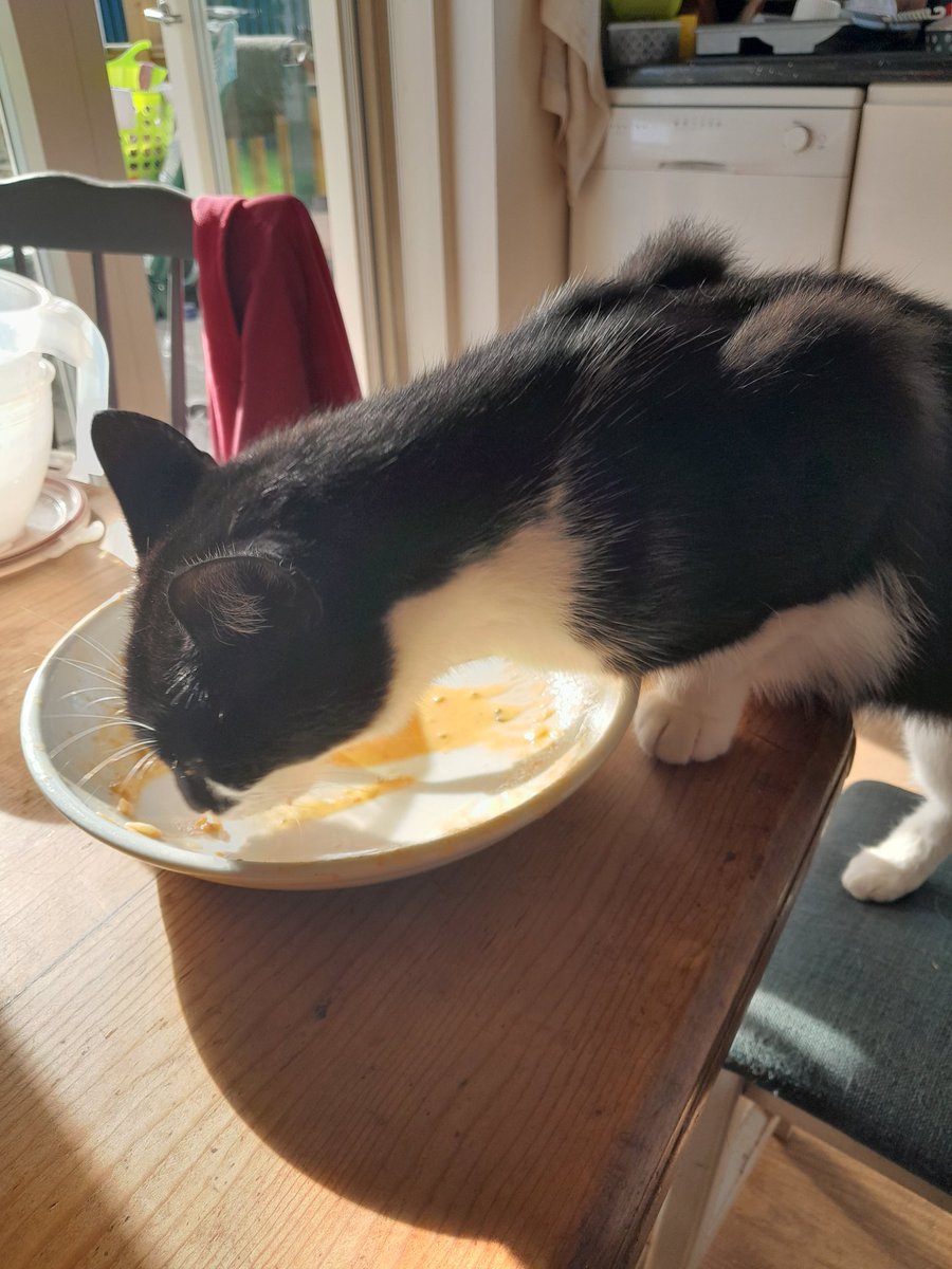 ThreePaddocks's tweet image. Coco the gannet licking the leftover seafood linguine sauce then being sick as a dog after.....