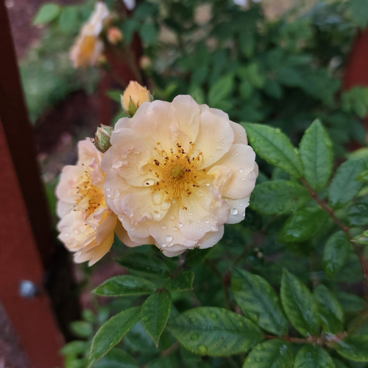 Cockington Park tweet media