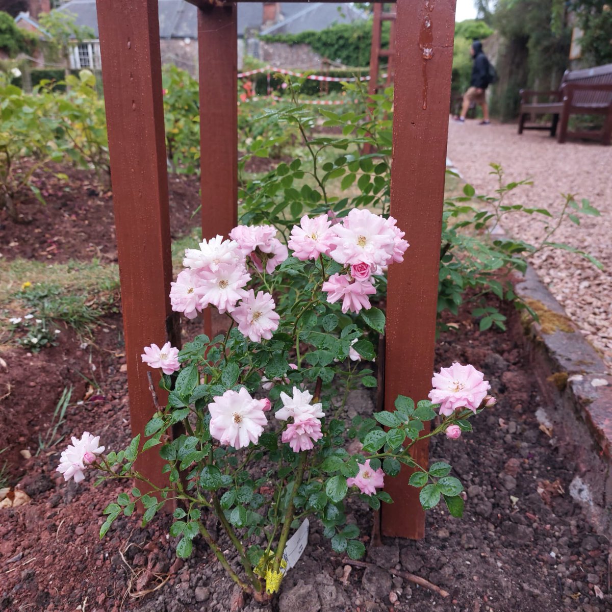 Cockington Park tweet media