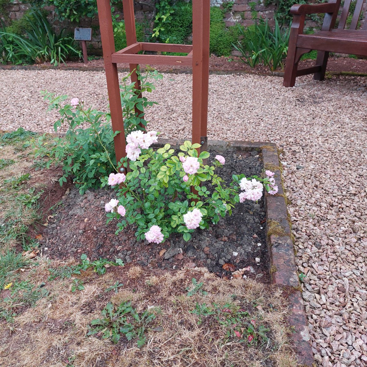 The new trellis roses are in bloom!

These climbing and rambling roses were generously donated by David Austin Roses back in April, for the new rose trellises in the Cockington rose garden. We're excited to see so many have flowered within their first year.

#cockingtonrosegarden