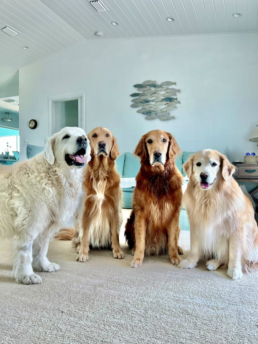 TheGoldenRatio4's tweet image. Condiment dogs: demand snacks
Movie dogs: so happy to see us