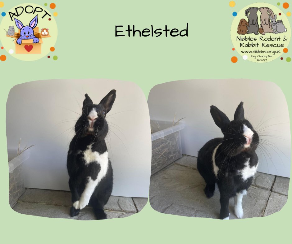 Ethelred is such a sweet lad who happily hops over to say hello, he doesn't appreciate a proper cuddle but he does enjoy being human company! For all his info and how to adopt please hop on over to our website Nibbles.org.uk