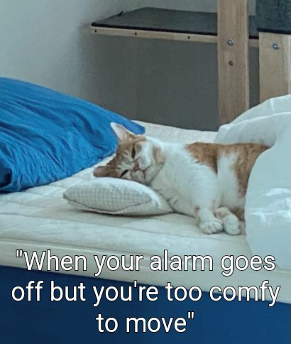 Meowsthing tweet picture
