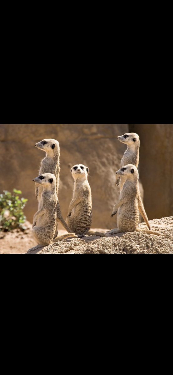 #الكويت
#احمد_النواف_الصباح 
#احمد_الفهد_الصباح 
#طلال_الفهد
:
ربع المرياع وهم يتابعون انتخابات المجلس الاولمبي الاسيوي
——————-
#عبدالعزيز_بن_فهد 
 #اعتصام_المتقاعدين