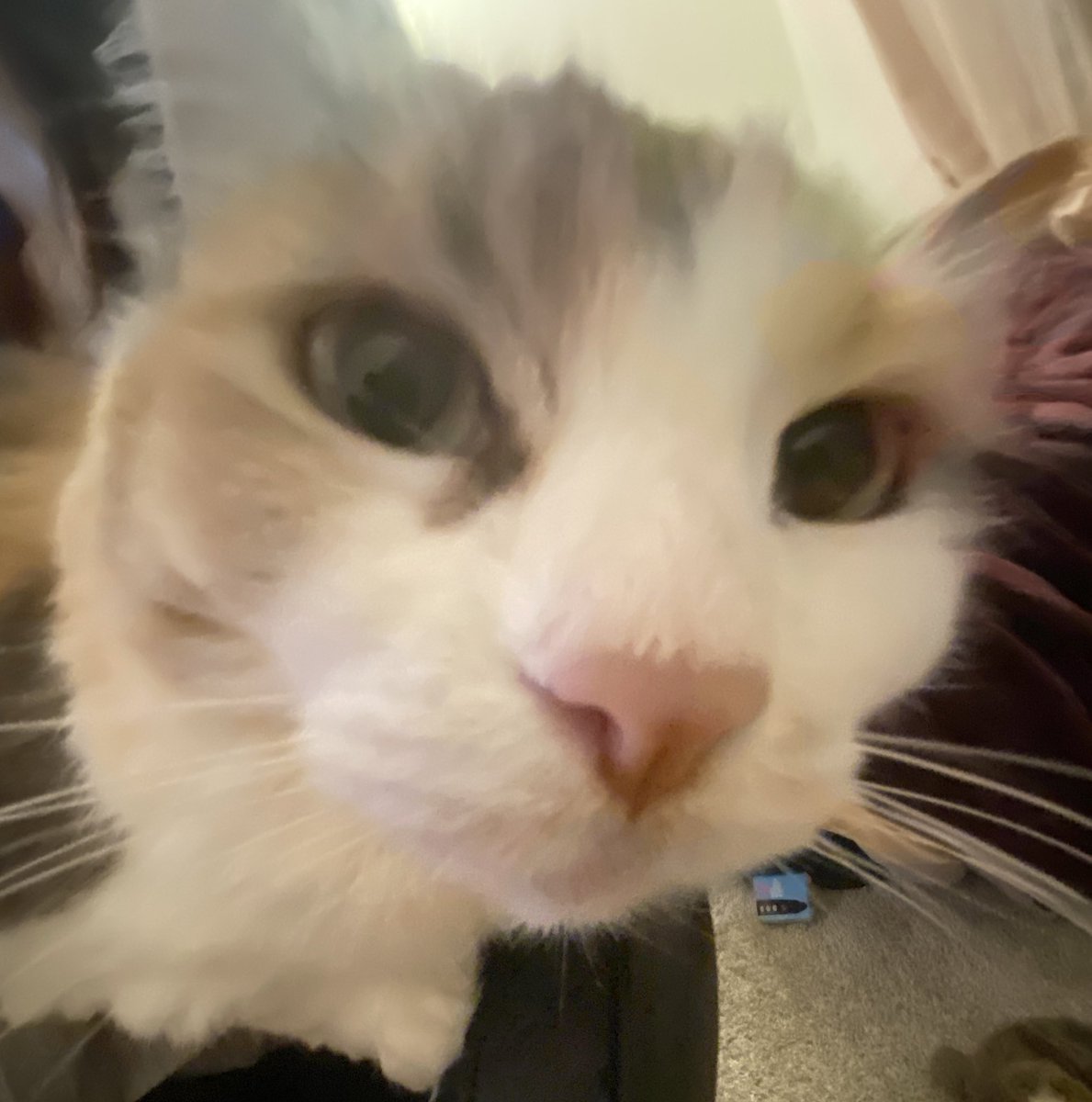 keepitinside2's tweet image. im just going to post pictures of my pets on twitter and stay on threads