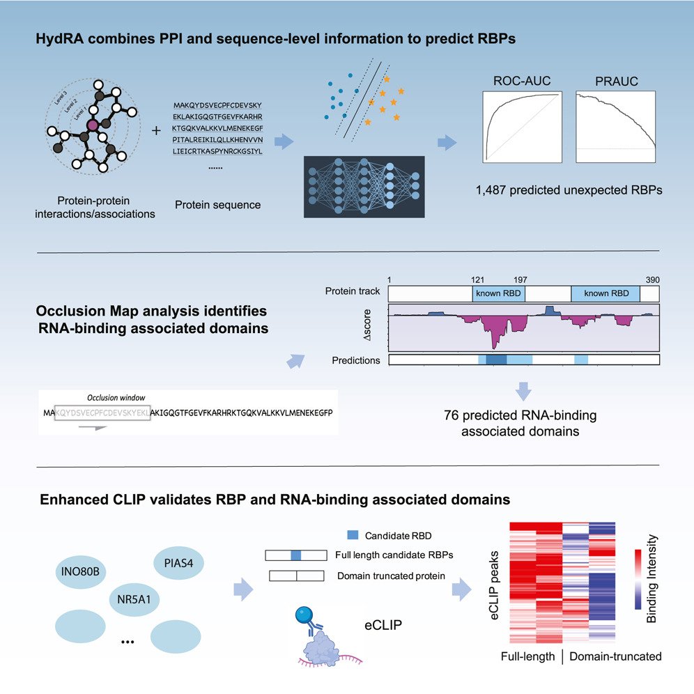 Gene Yeo’s Lab at UC San Diego (@yeo_lab) on Twitter photo We're excited to present HydRA, a deep-learning model to predict RNA-binding proteins and discover RNA-binding domains.
Congrats to co-1st authors Wenhao Jin and <a href="/bRaNnAn_LAB/">Kristopher Brannan</a>, along with the rest of the team!
sciencedirect.com/science/articl… We're excited to present HydRA, a deep-learning model to predict RNA-binding proteins and discover RNA-binding domains.
Congrats to co-1st authors Wenhao Jin and <a href="/bRaNnAn_LAB/">Kristopher Brannan</a>, along with the rest of the team!
sciencedirect.com/science/articl…