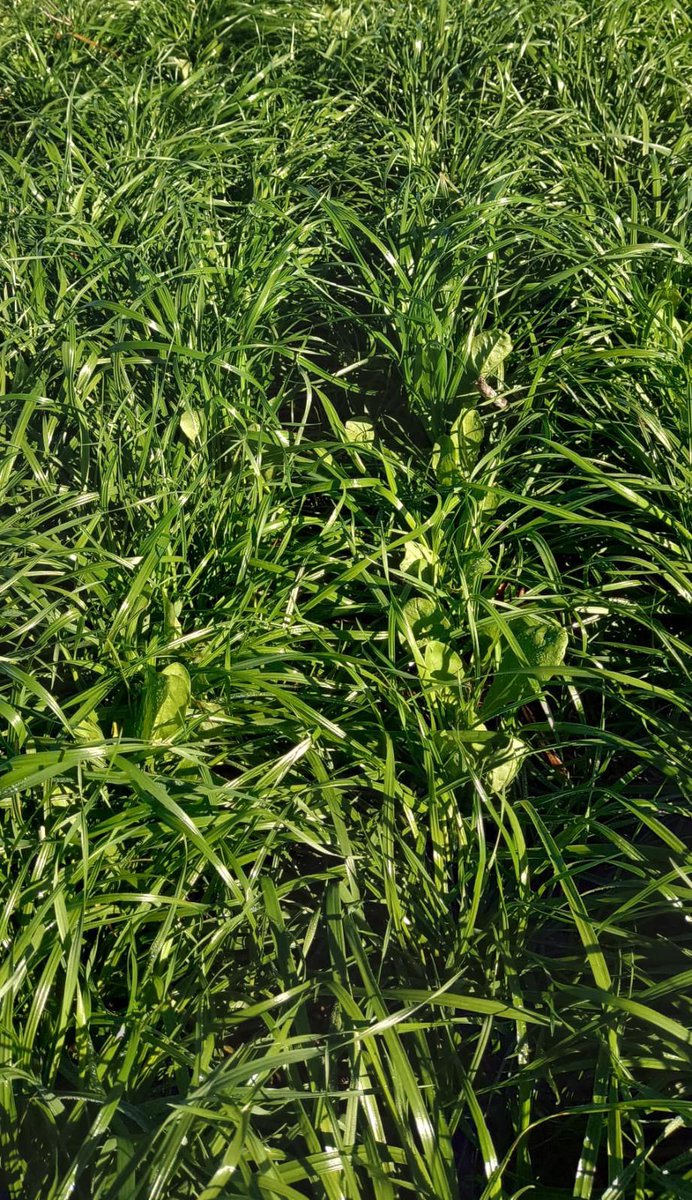 urf_cooperativa's tweet photo. 🌱 #Achicoria Quality y #Raigras Lush de @dlf_uruguay en Campo de Recría URF "El Guayabo"🥇Excelentes materiales con resultados a la vista!
📷 Nicolás Rodríguez URF
.
#pastura #ganaderia #uruguay🇺🇾 https://t.co/HrjIjNfZEx