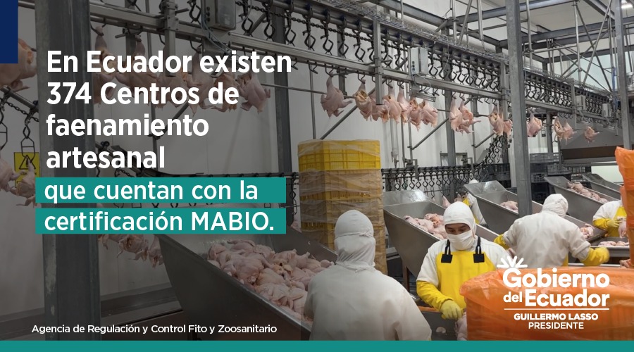 AgrocalidadEC's tweet photo. ☝️ En el país se produce carne de pollo a escala nacional, existen 374 centros de faenamiento artesanal que cuentan con la certificación MABIO.

🍗 El último año el consumo de esta proteína alcanzó 27.3 kg por persona.

#ComePollo https://t.co/tRwn0JmXiT