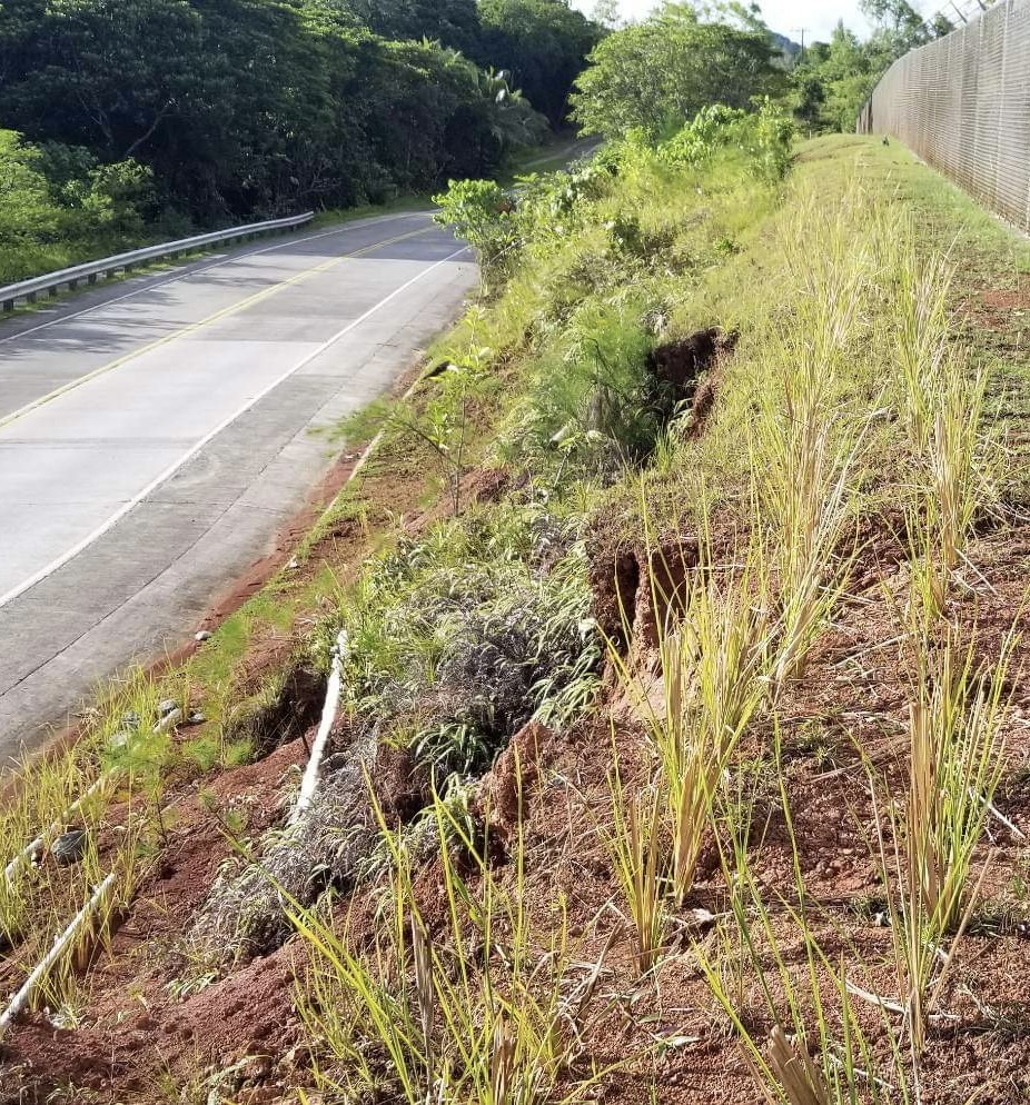 RidgeToReefs's tweet photo. At the erosion-stabilization site in Palau we used #bamboo, beetle #palms, #vetiver grass &amp; other locally available &amp; easily sourced materials. This contributes to circularity &amp; independence from imports. #Compost amendments kick-started growth of #erosion controlling plants. https://t.co/etYprpTtMn