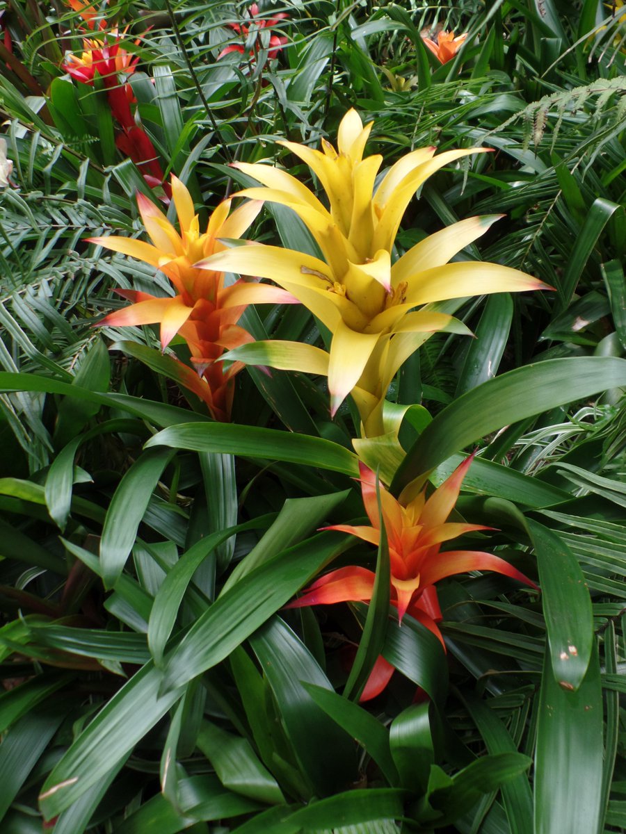 Suzette Hybert tweet media