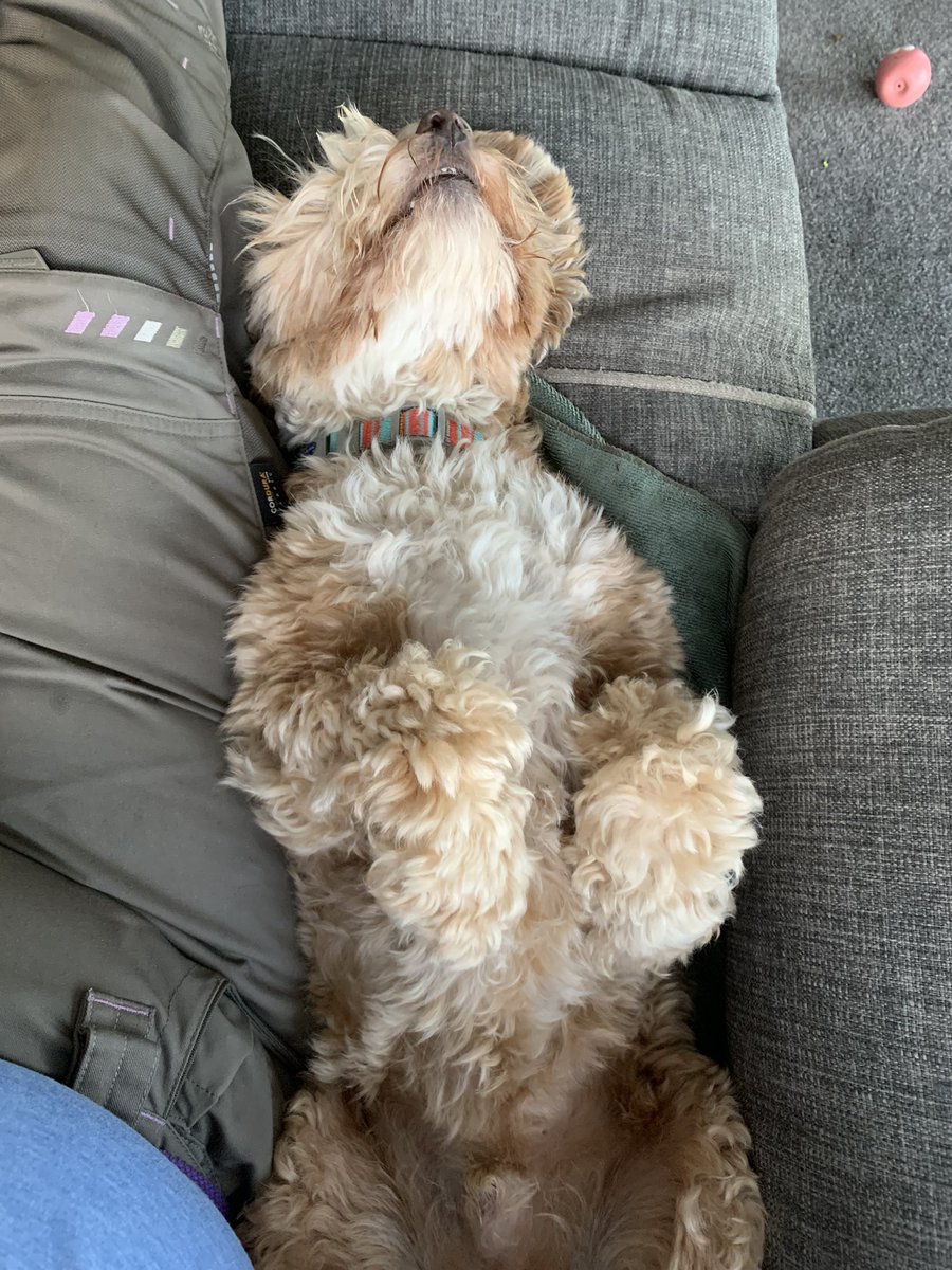 Gary power napping before the weekend, we all need a Gary 🐾🐾🐾🐾