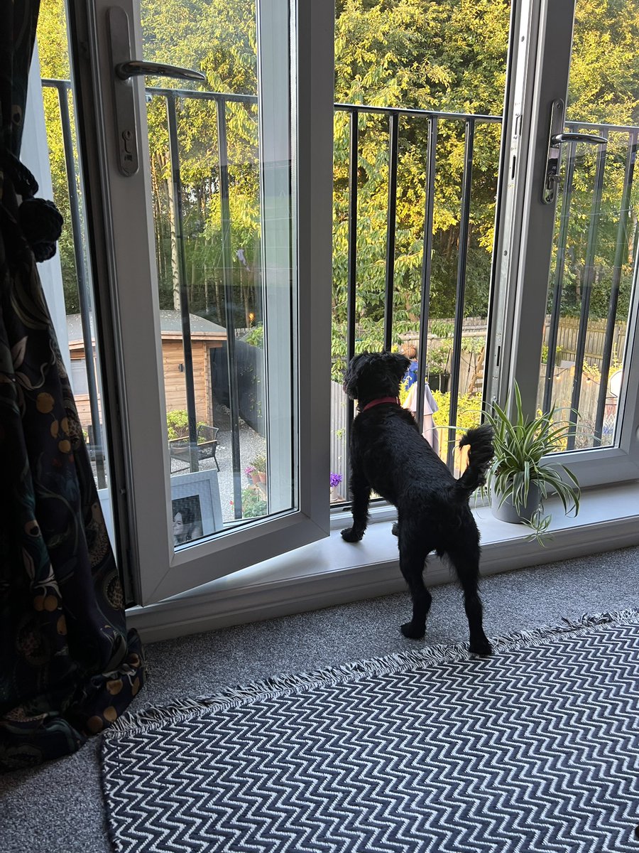 heppdt's tweet photo. Just making sure there are no squirrels, pigeons or pussy cats in his kingdom before bed… #VinnieDog #HeppDT https://t.co/dl7RI0A1XB