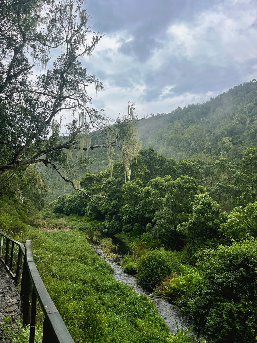 Omar_Wanders's tweet photo. Core memories in South Africa 🌳🌧️ https://t.co/lFZBDJ3esy