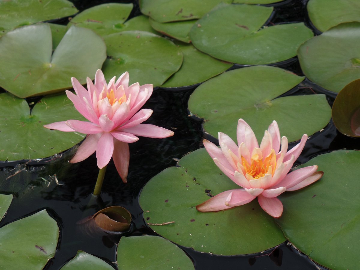 Suzette Hybert tweet media