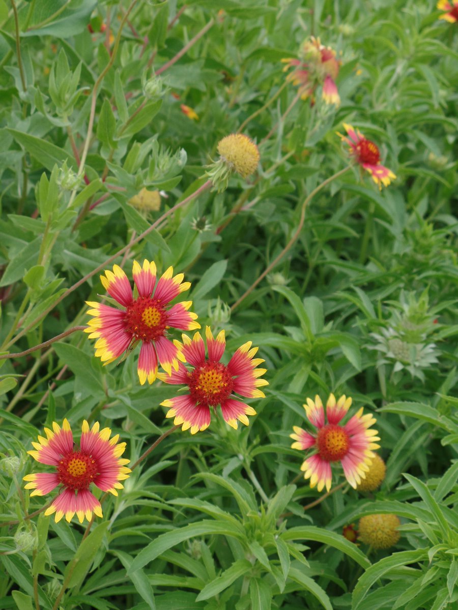 Suzette Hybert tweet media