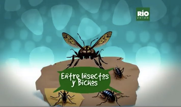 PepeClavijoA's tweet photo. La mariposa nacional Morpho helenor  - Entre insectos y bichos - Rio Verde https://t.co/4kMGOreYPp vía @YouTube 
@rioverdeoficial https://t.co/yfVkjBRGPL