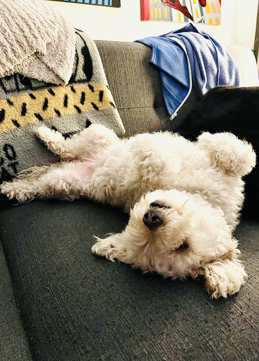 TheNotoriousNIK's tweet photo. “SUP”?
“well, it’s 90° in #NYC. This sofa in the AC is what’s up”
#dogs #dogsofinstagram #dogstagram #dogslife #dogsoftheupperwestside #dogsofNYC  #rescue #rescuedog #rescuedogsofinstagram #rescuedogs #dogsofsummer 🐶 #dogsoftwitter https://t.co/OYrpW1tJOC