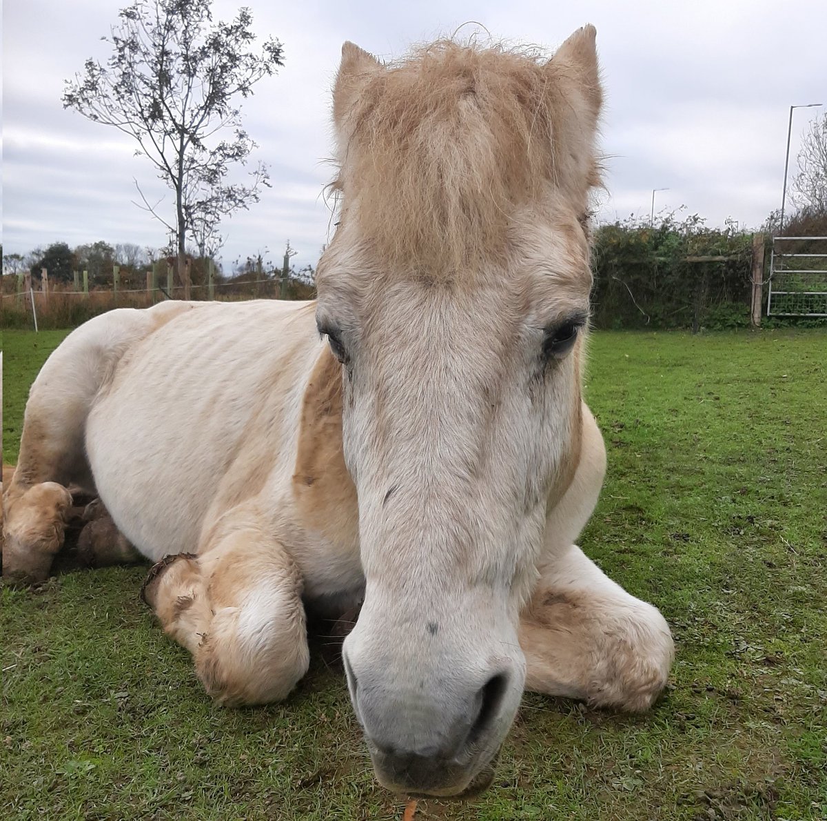 New Forest Pony  is a rare one of best breed goods, all rounder great fun own #ponyhour