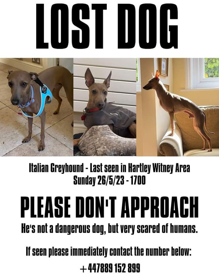 m.facebook.com/story.php?stor…
Benji sightings on Wednesday afternoon 
More details in link 
Report sightings details 
Thank you
#lostdog
#italiangreyhound