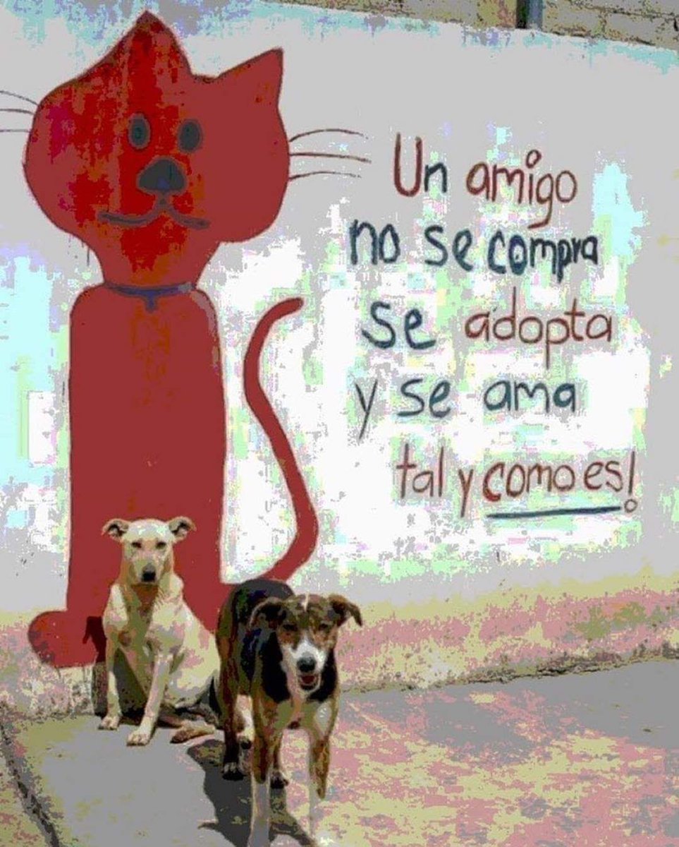 Perrosenlacalle tweet picture