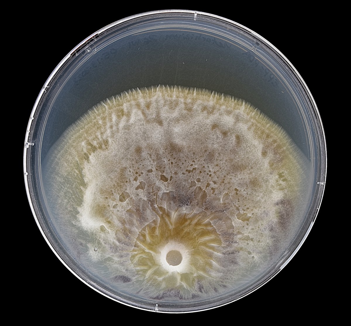 Metarhizium ❤️🍄🧫 
at @UMNFuN