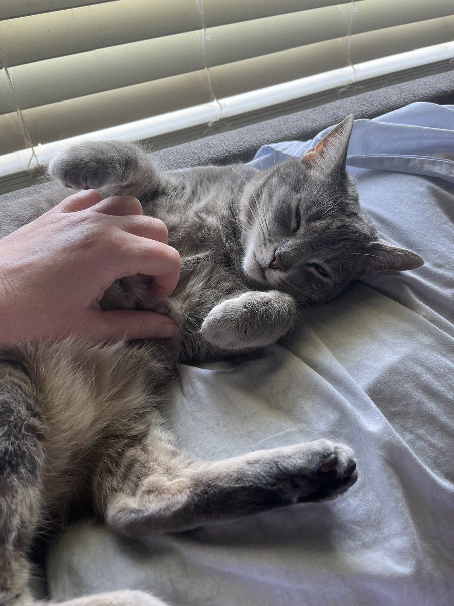 Purrincess 👑: Just finished a very difficult stage of #TourDeCouch so getting a recovery massage from Mum. 
Have a great weekend everypawdy! 🩶🔆