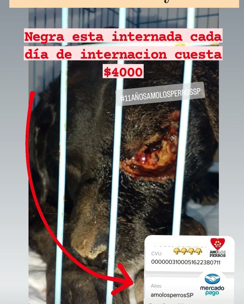 cotelaichaco's tweet photo. Otro caso de maltrato animal https://t.co/oLKqlM94l8