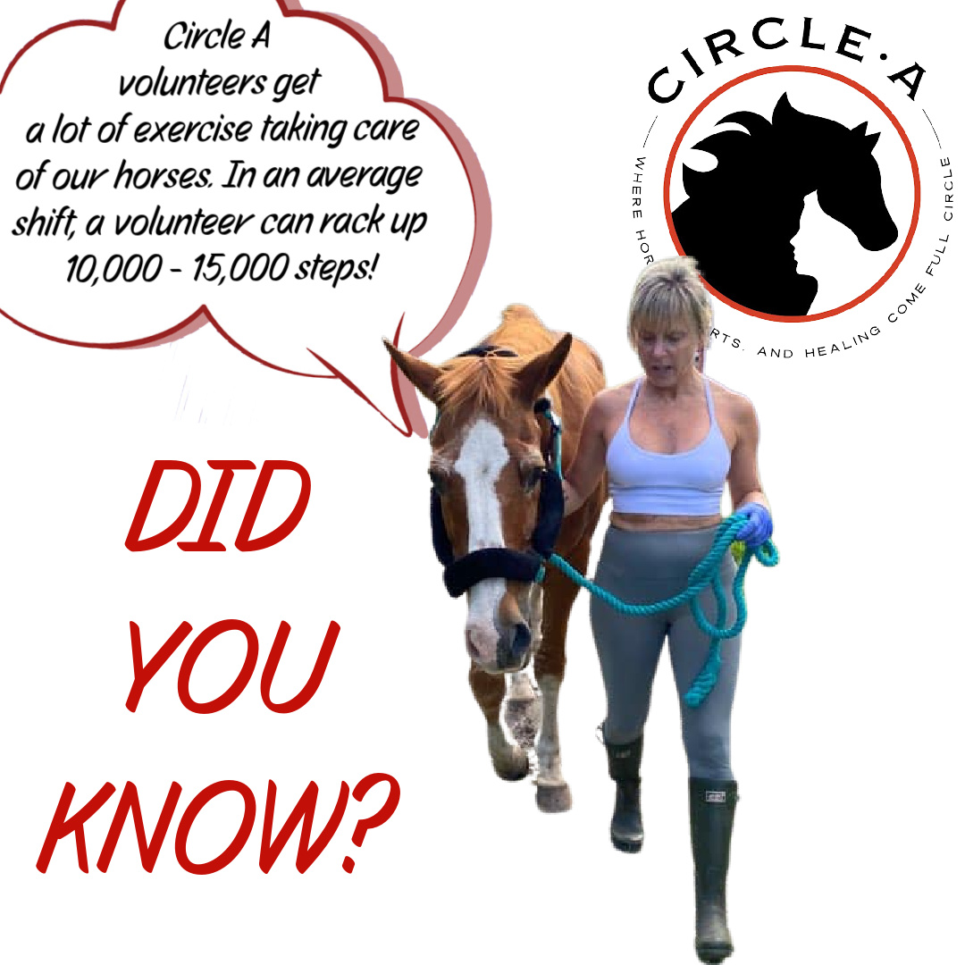 circle_horses's tweet photo. Welcome to Fun Fact Friday at Circle A! We are so grateful for the endurance and dedication of our volunteers! #FunFitness #FunFactFriday #circleahomeforhorses https://t.co/qSoxbldkHa