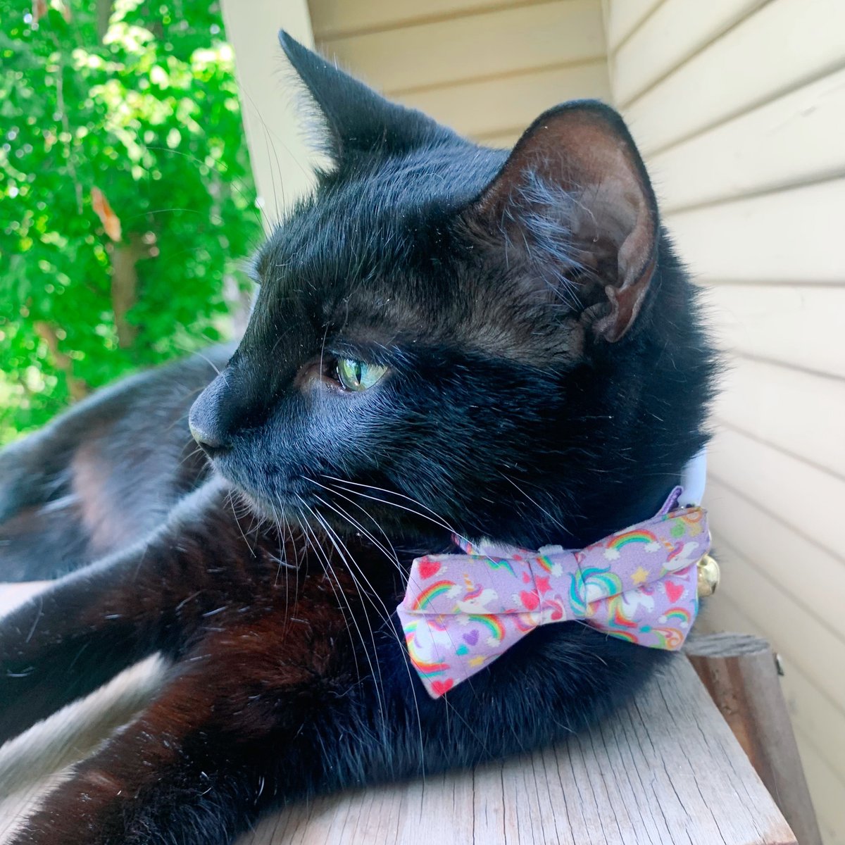 MadeByCleo's tweet photo. Unicorn rainbow purple power fun (now say it fast 3x) 😄🦄🌈💜 May your weekend be as magical as this print is!✨ 📸 Featured is our "Unicorn Fantasy" #catcollar (paired w/ purple mini 1.5" collar flower + unicorn charm). Shop the look! https://t.co/99pmJUKMgt #catsoftwitter https://t.co/rGHTmMDIEQ