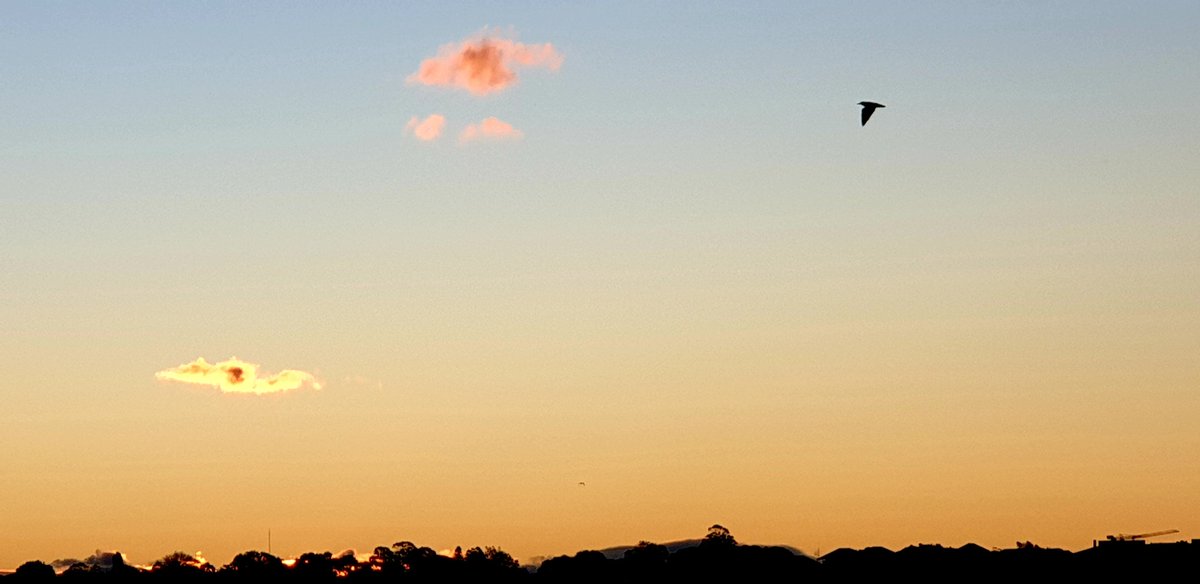 CherScheff's tweet photo. Bird and horizon silhouetted against sunlit clouds.
A moment in time from my collection ๐ท
It's Saturday once again. ๐ฆ๐บ
#HappySafeWeekend https://t.co/zd3lJWUTTg