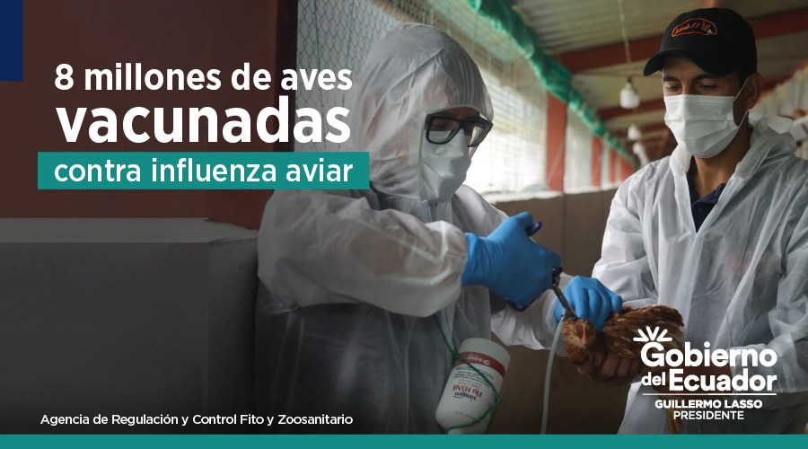 AgrocalidadEC's tweet photo. ✅ La Agencia desarrolla acciones para contener el virus de influenza aviar, mediante vigilancia, control, el refuerzo de medidas de bioseguridad en granjas y la vacunación que actualmente llega a 8 millones de aves, esto permite seguir produciendo pollo de calidad.
#ComePollo https://t.co/b0LcP6Uyq7