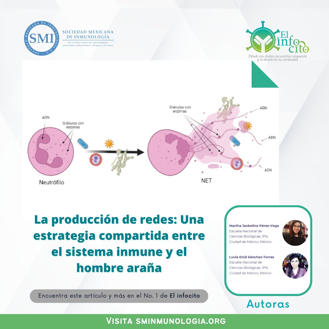 ¿Sistema inmune = hombre araña?🕸️🦸‍♂️ Los neutrófilos lanzan redes de ADN y proteínas, NETs, para atrapar agentes dañinos. Sin embargo, su acumulación puede causar enfermedades autoinmunes.

¿Quieres saber más? Visita  sminmunologia.org/index.php/revi… #DifusionSMI #Elinfocito #SMInmunología
