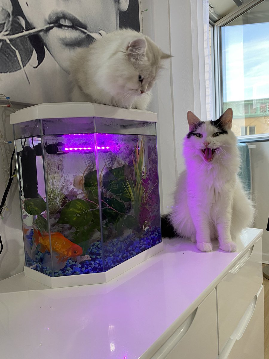 LYNNE LEES (@leeslynne) on Twitter photo 