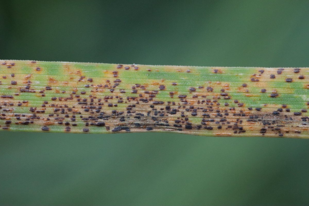 RPilze's tweet photo. Uromyces dactylidis ex Dactylis glomerata
#Dactylisglomerata #Dactylis #Knäuelgras #cocksfoot #Dactylepelotonné #dattile #rust #rustfungus #rostpilz #rost #Uromyces #Uromycesdactylidis #mushroom #mushrooms #fungus #fungi #pilz #pilze #champignons #champignon #nature #natur https://t.co/CMV7wJiP7E
