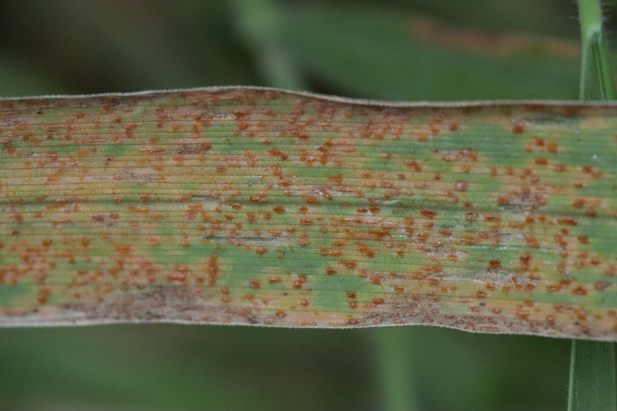 RPilze's tweet photo. Uromyces dactylidis ex Dactylis glomerata
#Dactylisglomerata #Dactylis #Knäuelgras #cocksfoot #Dactylepelotonné #dattile #rust #rustfungus #rostpilz #rost #Uromyces #Uromycesdactylidis #mushroom #mushrooms #fungus #fungi #pilz #pilze #champignons #champignon #nature #natur https://t.co/CMV7wJiP7E