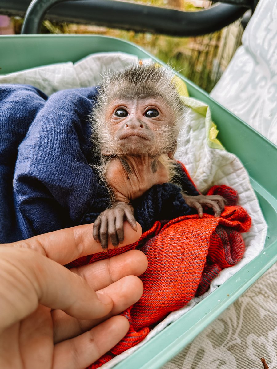 Vet Crew tweet media