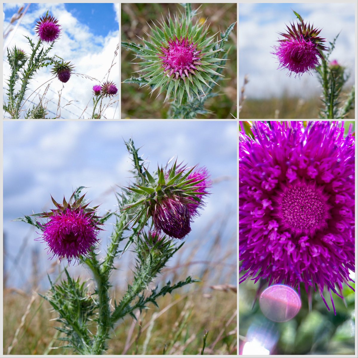 wildflowerhunt's tweet photo. #muskthistle #carduusnutans #wildfloweroftheday One of the prettiest thistles, giant cerise pink heads that hang to the side in a bashful way. On a crazy windy day like yesterday, each strong spiky stem was throwing itself around like a cheerleader with bright fluffy pom-poms. https://t.co/kYV6h2sMsH